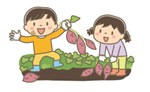 芋を掘る子供たち